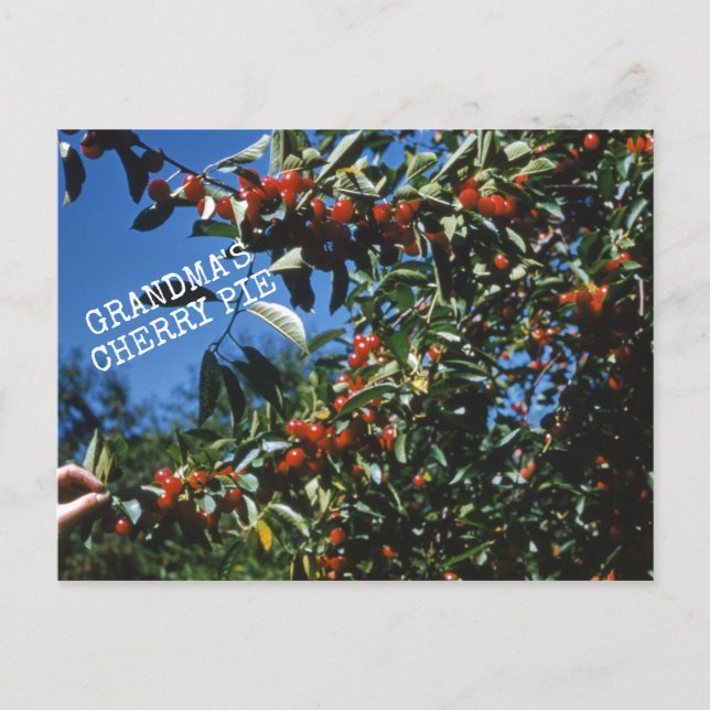 Carte Postale Recette de tarte cerise de grand-mère (Devant)