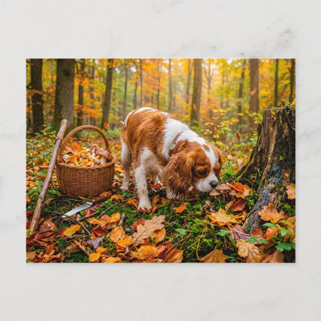 Carte Postale Recherche de champignons par un épagneul dans une  (Devant)