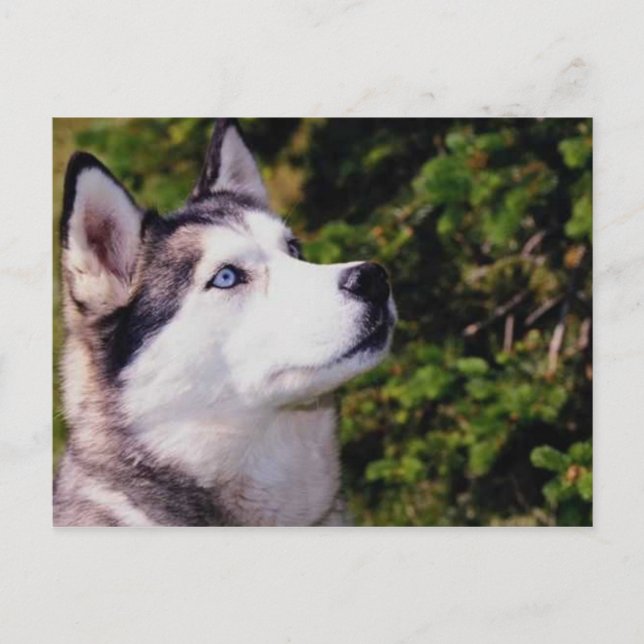 Carte Postale Recherche de chien vers le haut (Devant)