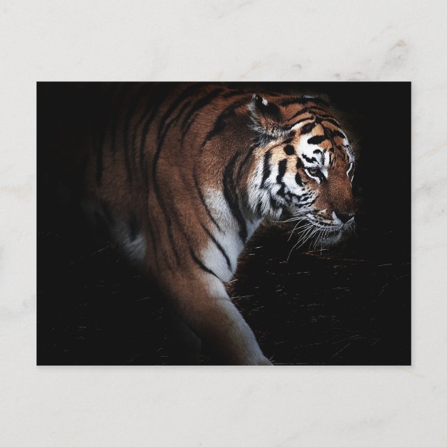 Carte Postale Recherche de tigres (Devant)