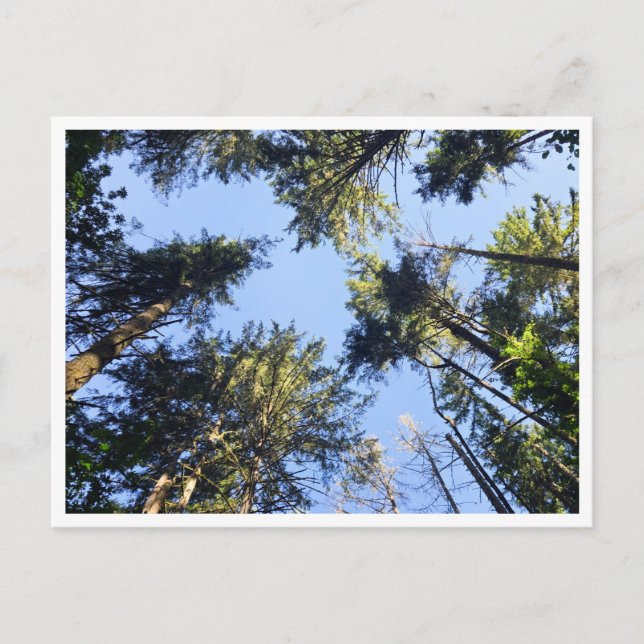Carte Postale Recherchez  (Devant)