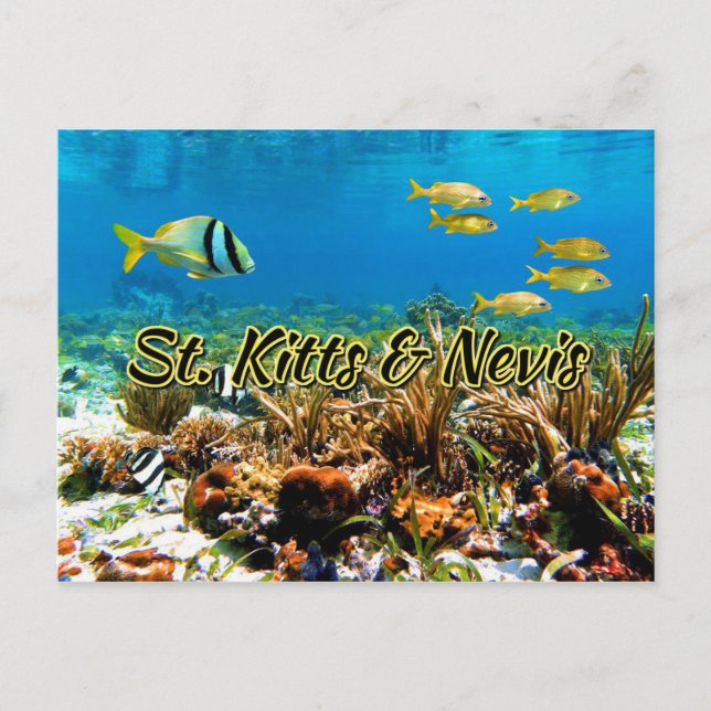 Carte Postale récif corallien de St Kitts & Nevis (Devant)