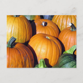 Carte Postale Récolte citrouille