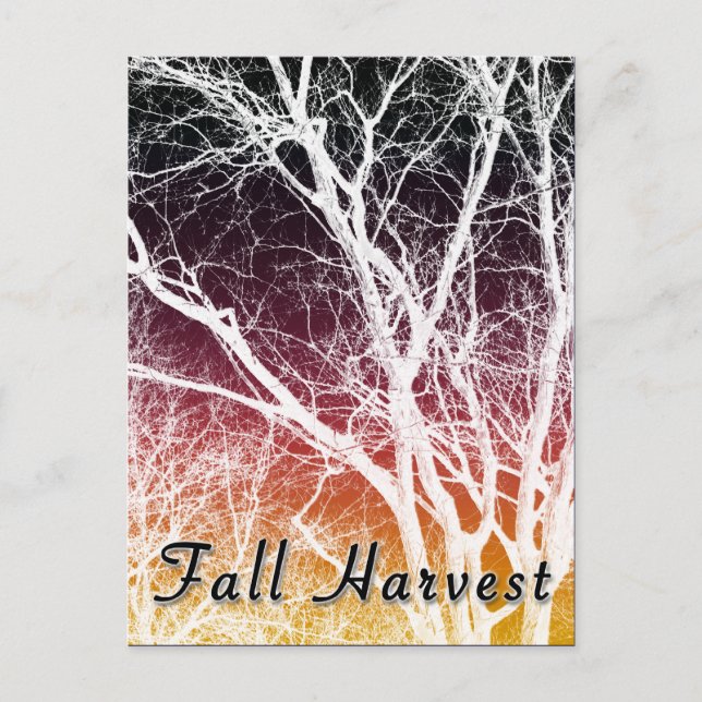 Carte Postale récolte d'automne : arbre fantôme (Devant)