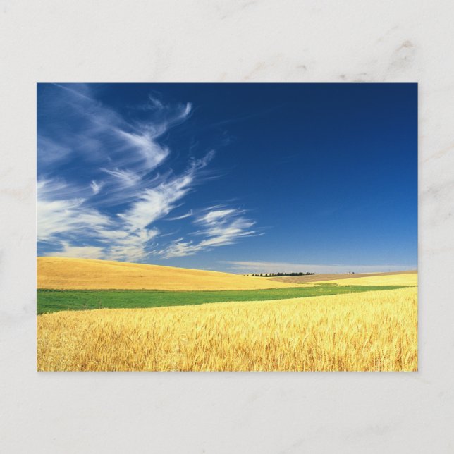 Carte Postale Récolte de blé sur le Palouse dans l'est (Devant)