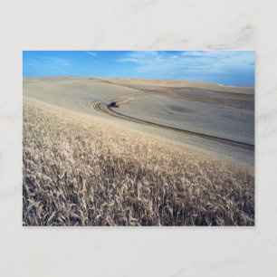 Carte Postale Récolte de blé sur le terrain