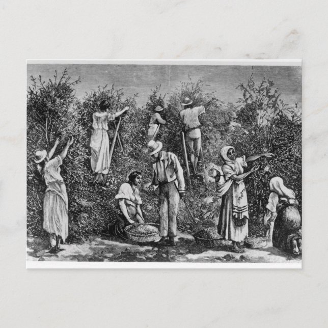 Carte Postale Récolte de café (Devant)