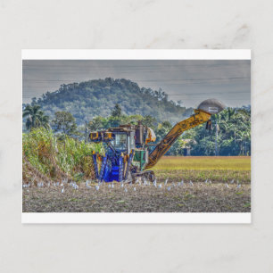 CARTE POSTALE RÉCOLTE DE CANNE À SUCRE QUEENSLAND AUSTRALIE