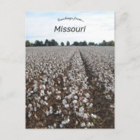 Récolte de coton Missouri