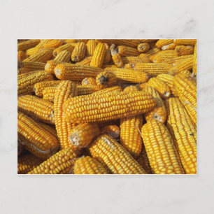 Carte Postale Récolte de maïs