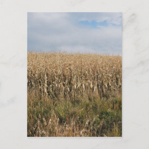 Carte Postale Récolte de maïs d'automne