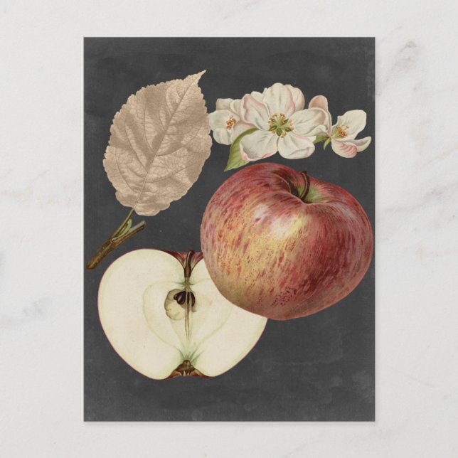 Carte Postale Récolte de minuit II (Devant)