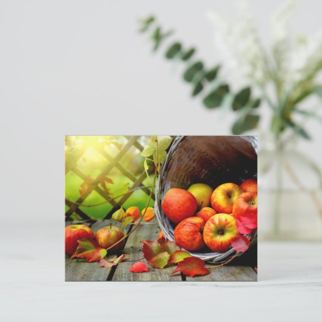 Carte Postale Récolte de pommes (Debout devant)