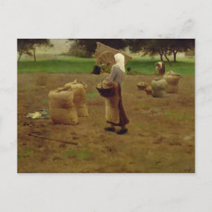 Carte Postale Récolte de pommes de terre