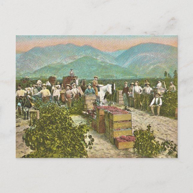 Carte Postale Récolte de raisin vintage (Devant)