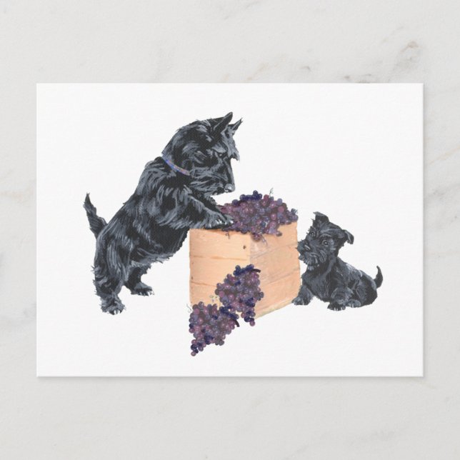 Carte Postale Récolte de raisins des terriers écossais (Devant)