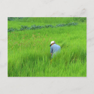 Carte Postale Récolte de riz à Waegwan, Southkorea