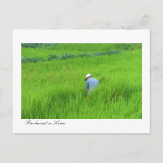 Carte Postale Récolte de riz à Waegwan, Southkorea