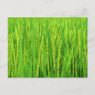 Carte Postale Récolte de riz, Waegwan, Southkorea