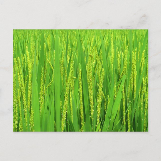 Carte Postale Récolte de riz, Waegwan, Southkorea (Devant)