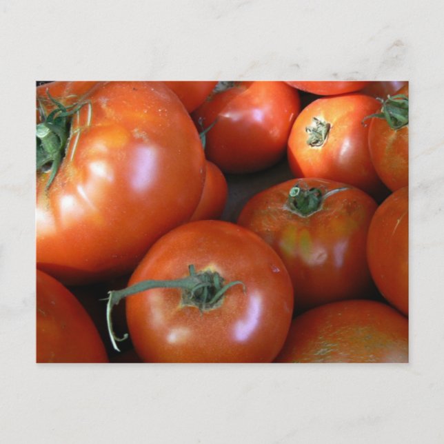 Carte Postale Récolte de tomates (Devant)
