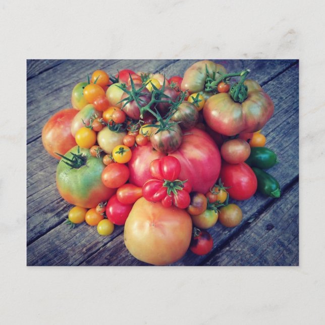 Carte Postale Récolte de tomates (Devant)