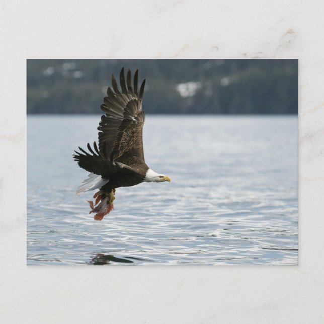 Carte Postale Récupération du poisson d'aigle à tête blanche (Devant)