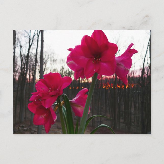 Carte Postale Red Amaryllis et le lever du soleil d'hiver (Devant)