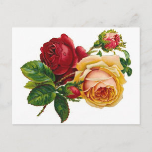 Carte Postale Red and Yellow Roses