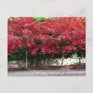Carte postale Red Autumn Trees