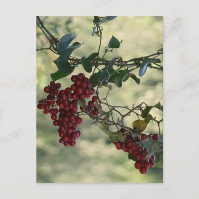 Carte postale Red Berries (Devant)