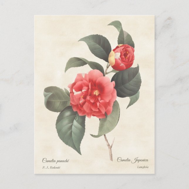 Carte Postale Red Camellia Japonica Vintage Botanique (Devant)