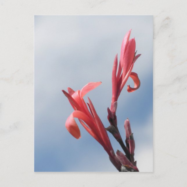 Carte Postale Red Cannas Canna Lilies Flower Photo (Devant)