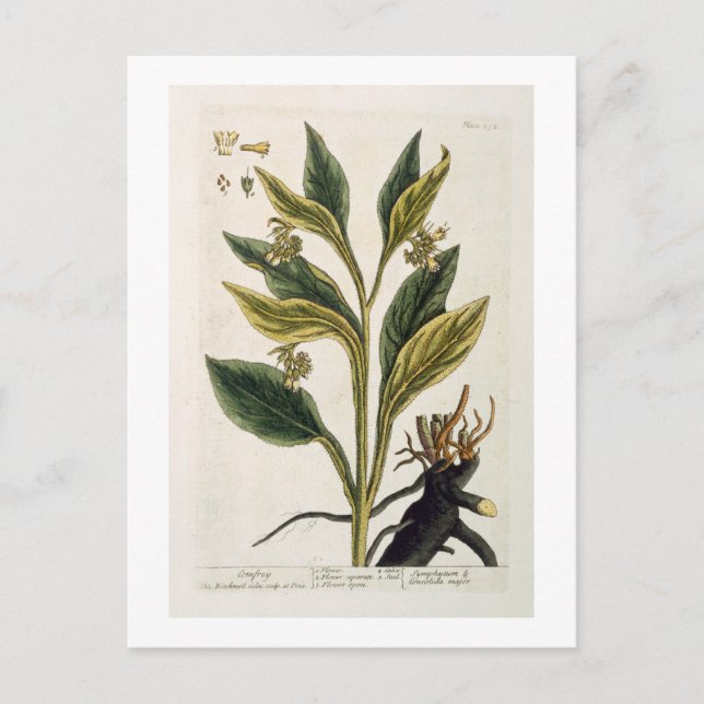 Carte Postale Red Chili (gravure couleur) (Devant)
