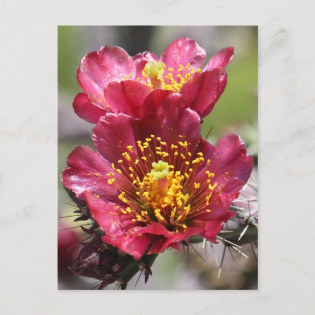 Carte postale Red Cholla Blooms (Devant)