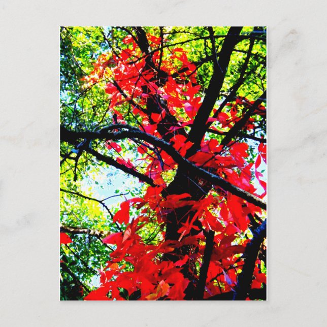 Carte Postale Red Creeper 2.jpg (Devant)