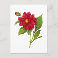Red Dahlia par Pierre Joseph Redoute