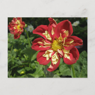 Carte Postale Red Dahlias