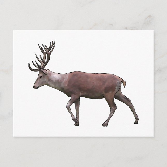 Carte Postale Red Deer. (Devant)
