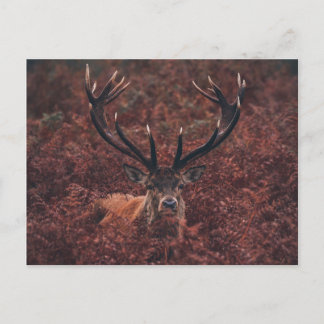 Carte postale Red Deer Amidst Bracken