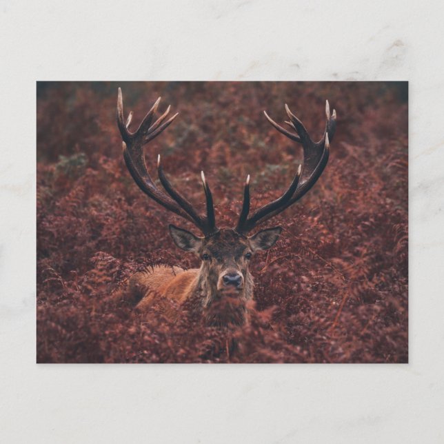 Carte postale Red Deer Amidst Bracken (Devant)