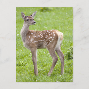 Carte postale Red Deer Fawn
