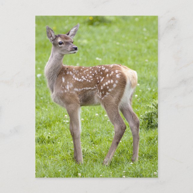 Carte postale Red Deer Fawn (Devant)