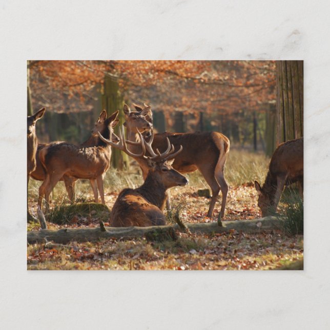 Carte Postale Red Deers Dans Le Bois D'Autum (Devant)