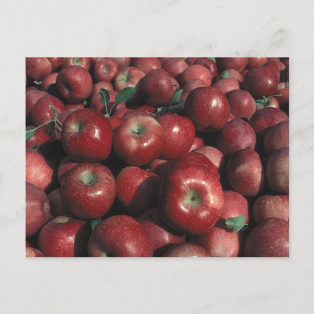 Carte Postale Red Delicious Apple Crop (Devant)