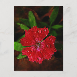 Carte Postale Red Dianthus Avec Raindrops