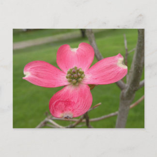 Carte postale Red Dogwood