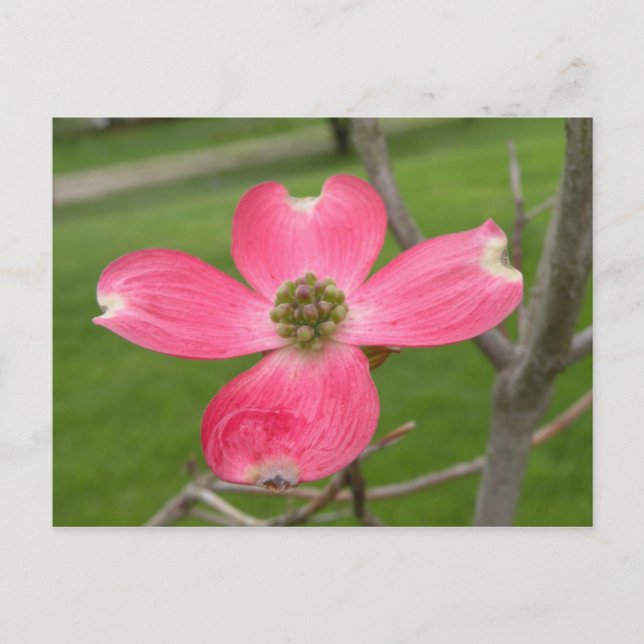 Carte postale Red Dogwood (Devant)