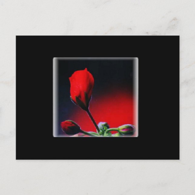 Carte postale Red Flower Bud Valentine (Devant)