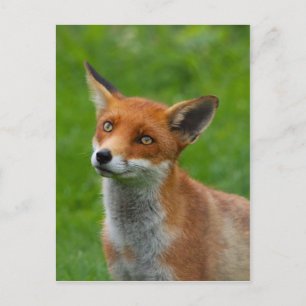 Carte Postale Red Fox